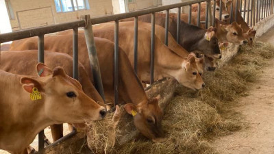 Порядка 50 коров из Дании поставили на карантин в Лосино-Петровском