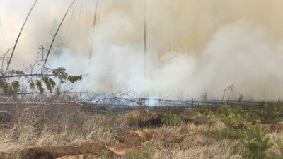Семь лесных пожаров ликвидировали в минувшие выходные в Подмосковье