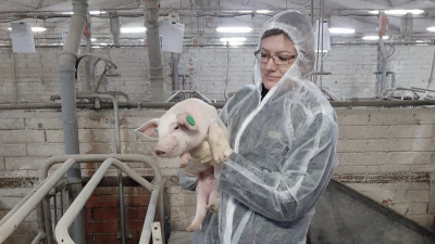 Ситуация по африканской чуме свиней в Подмосковье благополучная