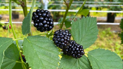 Первый урожай ягод собрали в Наро-Фоминске