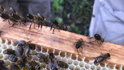 Более 900 исследований и лечебно-профилактических обработок пчелосемей провели в Подмосковье