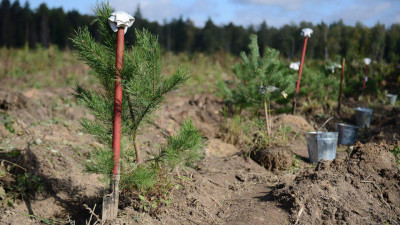 Почти 230 тыс. новых деревьев и кустарников высадили в Московской области