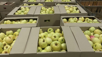 Производство яблок в Московской области увеличится в 2 раза в 2021 году
