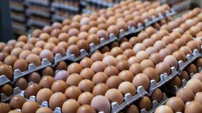 Производство яиц в Подмосковье выросло на 5,2 %