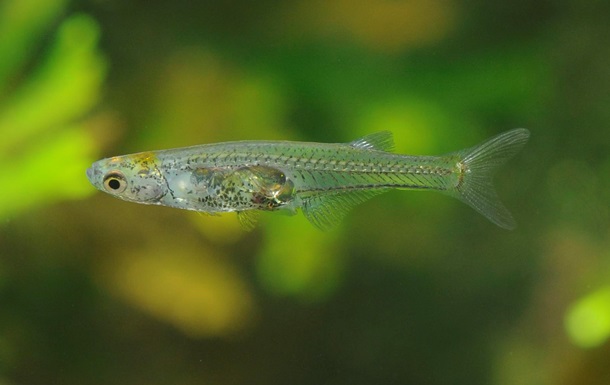 Ученые открыли новый вид рыб с крошечным мозгом