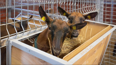 Домодедовская ферма закупила 58 голов племенных коз за счет гранта