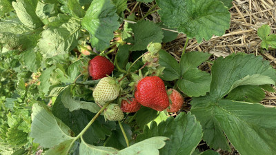 На 45 тонн урожая больше собрали на предприятии «Русская ягода» в Луховицах в 2021 году 