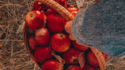 Около 1,3 тыс. кубометров излишнего урожая яблок сдали жители Подмосковья в рамках экоакции