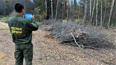 Ущерб почти в 140 тыс. рублей нанесли лесному фонду «черные лесорубы» в Истре