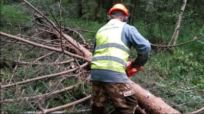 Более 1,4 тыс. деревьев убрали с земель лесного фонда Подмосковья с начала года