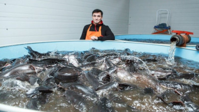 Более 20 тонн рыбы произвели на акваферме «Астапово» в Луховицах с начала года