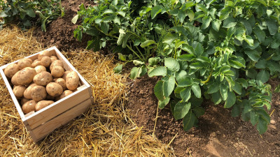 Более 360 тыс. тонн картофеля собрано в Подмосковье в 2021 году