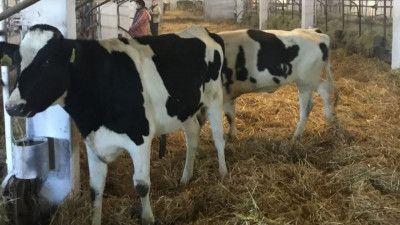 Клинская ферма закупила в Дании более 500 голов скота