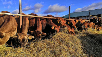 Земельный участок для скотоводства сдадут в аренду в Шаховской