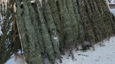 Более 6 тыс. новогодних деревьев предложит Ивантеевский лесопитомник к праздникам