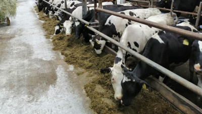 Около 11,5 тыс. тонн молока произвели на предприятии «Зеленоградское» в округе Пушкинский