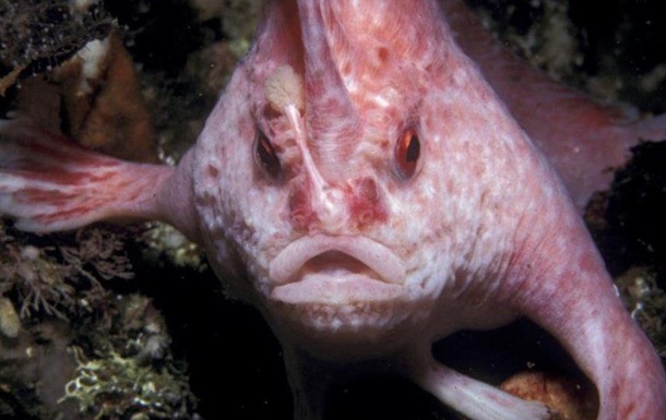 В Австралии обнаружили редкую розовую рыбу с руками 