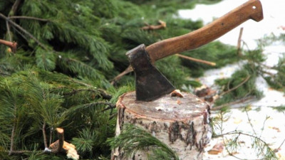 Семнадцать фактов незаконной рубки хвойных деревьев пресекли в Подмосковье