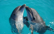 Ученые выяснили, где у самок дельфинов клитор