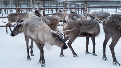 Самые новогодние животные: подкаст «Путь-дорога» расскажет о ферме «Северный олень»