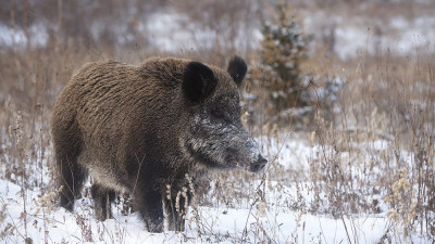 Зимний учет охотничьих видов животных стартовал в Московской области