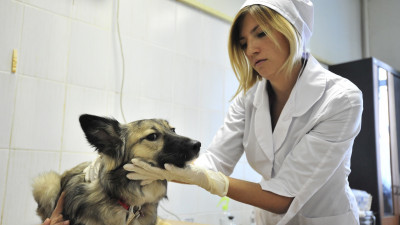 Почти 370 бездомных собак отловили за неделю в Московской области