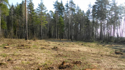 Свыше 3,2 га леса очистят от погибших и поврежденных деревьев в Подмосковье