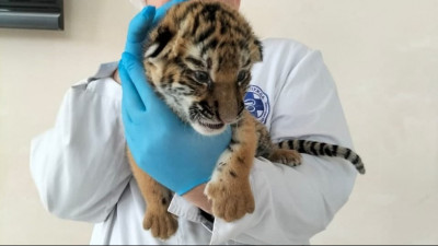 Два амурских тигренка родились в Московской области