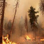 из-за лесного пожара в калифорнии эвакуируют тысячи людей