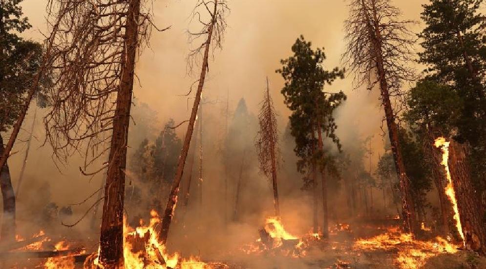 из-за лесного пожара в калифорнии эвакуируют тысячи людей