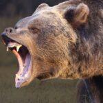 Гризли в Белла-Куле: массовое нападение и тревожный сигнал для региона гризли в белла куле массовое нападение и тревожный сигнал для региона