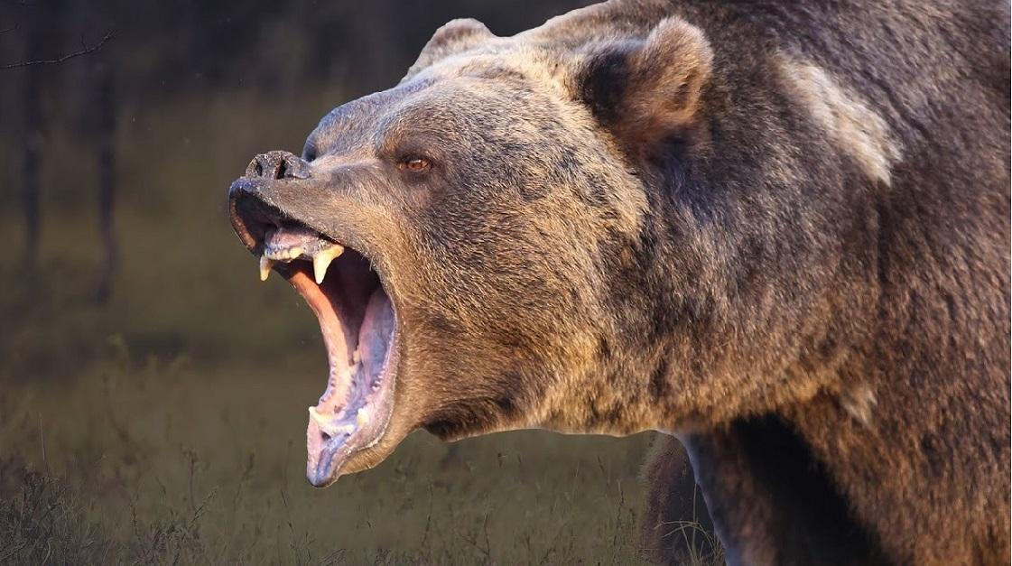 гризли в белла куле массовое нападение и тревожный сигнал для региона